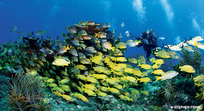 Photo by Stephen Frink, Alert Diver Photo by Stephen Frink, Alert Diver